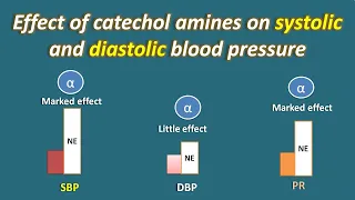 Effect of catecholamines on systolic and diastolic blood pressure