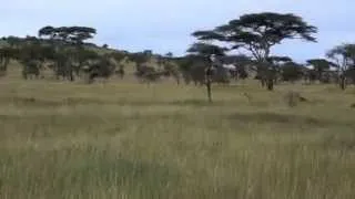 SERENGETI: LION VS. HYENA SHOWDOWN