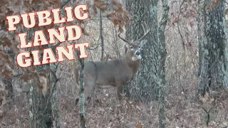 GIANT BUCK AT 45 YDS!! (Bowhunting Wisconsin Public Land)