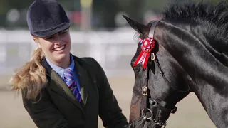 The British Riding Pony