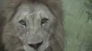 Killing of lion cubs by adult male lions - Warning Graphic Content