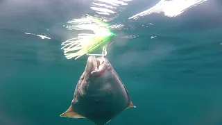 How I Caught Hundreds Of Halibut