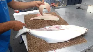 Paul  vs Halibut/Flétan