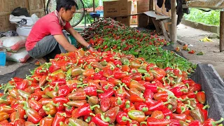 Bell Pepper Farming | Guide to Abundant Harvest