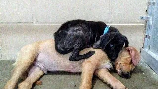 Два щенка впервые встретились перед усыплением. То, что они сделали, растопило сердца людей