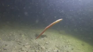 A Lancelet (Branchiostoma) swims with the fish and crabs at night