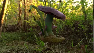 Mushroom 360 view