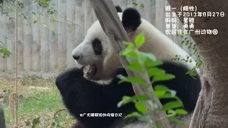 The giant panda named YaYi is eating bamboo.(She lives in GUANGZHOU ZOO.)