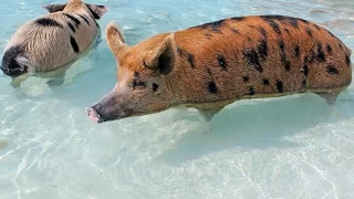 Swimming pigs of Exuma, the Bahamas