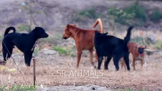 Best time dog village go and meeting after rice harvest at countryside