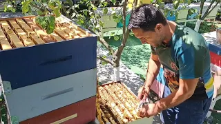 Apicultura de zi cu zi: extracție miere de floarea soarelui 🐝🍯