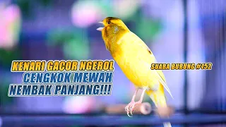 SUARA BURUNG |152| Kenari GACOR PANJANG INI Cocok untuk Masteran KENARI PAUD dan Kenari Macet BUNYI