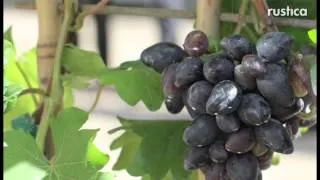 Trophée Saint-Jean de Beauregard : la vigne à fruits Philipp