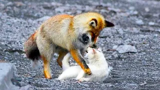 This Fox Was Just About To Eat a Cat, But Then The Most Surprising Thing Happened