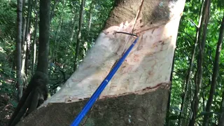 How to Kill a large Rainforest Tree (Tree Girdling Method)