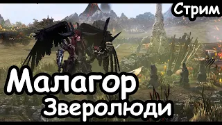 Малагор. Темный предвестник. Зверолюди. (Легенда.) ч.1 Total War: Warhammer 2.