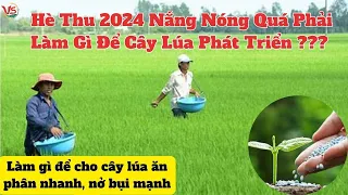 HÈ THU 2024 NẮNG NÓNG QUÁ LÀM GÌ ĐỂ CÂY LÚA PHÁT TRIỂN, GIẢI PHÁP ĐỂ CÂY LÚA ĂN PHÂN NHANH, NỞ BỤI ?