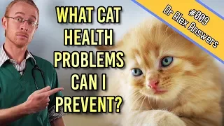 Kitten Health Problems (and how to avoid them)! - Cat Health Vet Advice