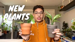 Houseplant Haul || Winter 2021 - 2022