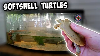 My SOFT SHELL TURTLE TANK *SETUP*