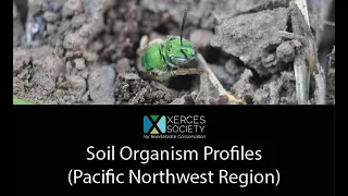 Farming with Soil Life Module 3.3 (Pacific Northwest Region): Soil Organism Profiles