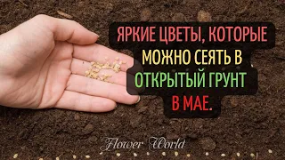 Яркие цветы, которые можно сеять в открытый грунт в мае.