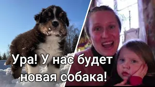 Ура! У нас будет новая собака! Мы нашли щенка аусси!