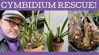 Cymbidium rescue & re-pot! Dividing and re-potting a massive old Cymbidium plant from an old garden!