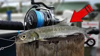 River Monsters are REAL - Fishing with Big Bait