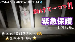 [緊急保護]助けを求めて鳴き叫ぶ子猫を保護しました。出会いから保護の一部始終。沖縄の厳しい現状。そろそろキャパの限界😭全国の猫好きさん、うちの保護猫の里親さんになっていただけませんか？[里親募集]