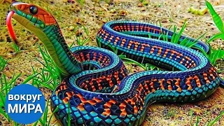 10 самых красивых змей в мире