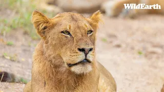 WildEarth - Sunset Safari -  31 March 2024