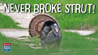 Successful Hunt In WINDY Conditions | Turkey Strutting ALL The Way In To Our Setup