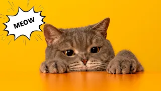 Cute funniest cats compilation -  [Try Not To laughs ] #2021 funny cats