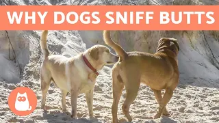 Why do Dogs Sniff Each Other's Butts?