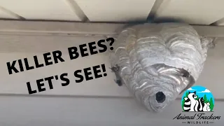 How To Treat A Bald-Faced Hornet Nest