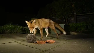 Fox trying its luck with a hedgehog