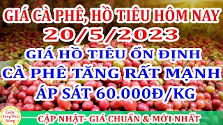 Giá cà phê hôm nay ngày 20/5/20023 | giá cà phê TĂNG RẤT MẠNH ÁP SÁT 60.000Đ/KG