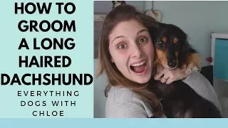 HOW TO GROOM A LONGHAIRED DACHSHUND
