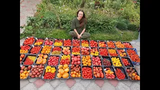 Найбільша колекція помідорів. Огляд сортів 2023