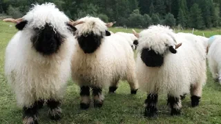 Valais Blacknose Sheep | World’s Cutest Sheep