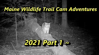 Maine Wildlife Trail Cam Adventures - 2021 Part 1 ~