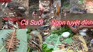 Cá Suối | Cà AnhTV |Đi bắt cá suối nướng ngon không thể cưỡng cầu...miền núi vùng cao cá gì cũng có#