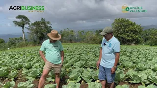 GANDA pala KITA sa CABBAGE FARMING, KAHIT BAGSAK PRESYO KITA PARIN!!!