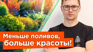 ЭТИ КУСТАРНИКИ ОБОЖАЮТ ЖАРУ! Неприхотливые и засухоустойчивые кустарники для солнечной стороны сада