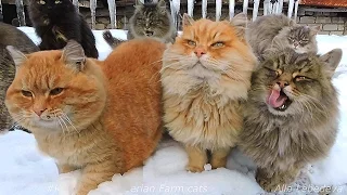 Winter in Koshlandia Зима в Кошляндии Siberian Farm cats Деревенские кошки