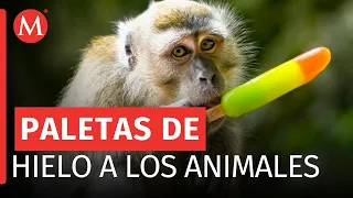 Zoológico del Parque Ecológico Ehécatl toma medidas para proteger a sus animales del calor