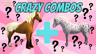 CRAZY COMBOS = AMAZING NEW FOALS! BREEDING ON WILD HORSE ISLANDS!