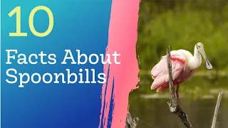 10 Facts About Spoonbills