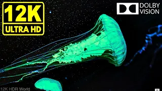 Water World 12K HDR 60fps * Dolby Vision *